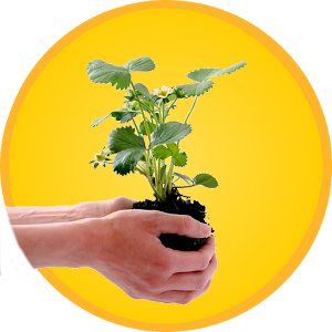 Apps para el Otoño. MAXmovil